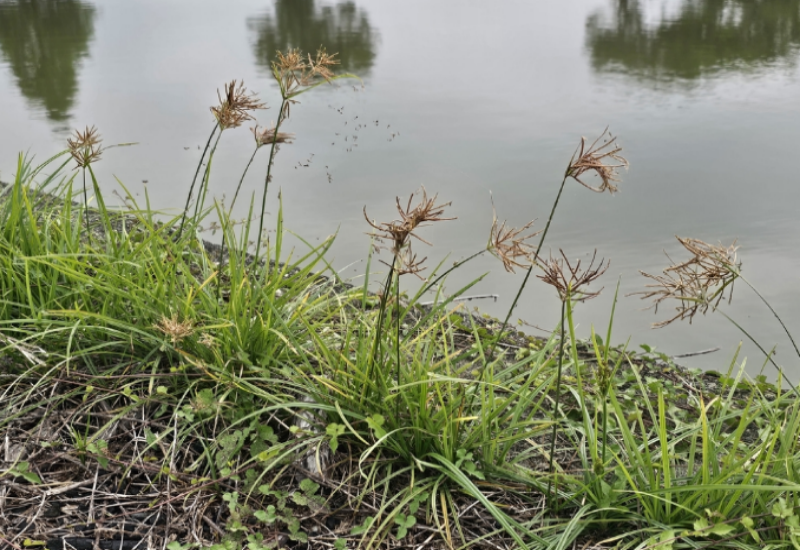 Purple nutsedge grows in maize and rice fields and permanent or seasonally wet areas