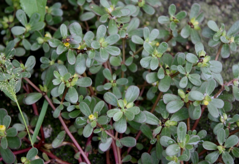 Purlsane is commonly sighted in gardens and disturbed areas