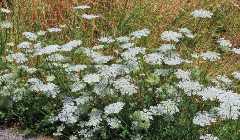 Wild Carrot has upright stems and small clusters of white flowers on compound umbels