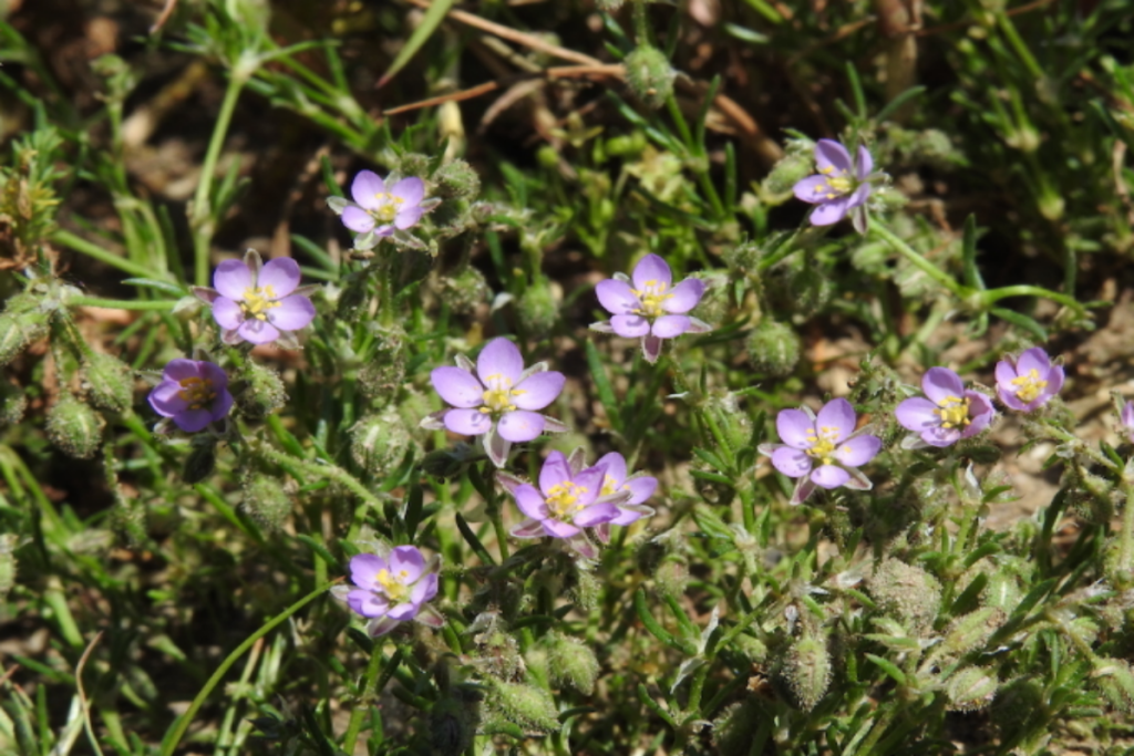 Red Sandspurry has narrow, thread-like leaves and small, five-petaled blooms