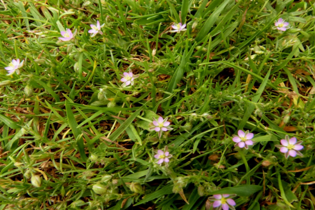 Red Spurry is a good groundcover for bare landscape areas 