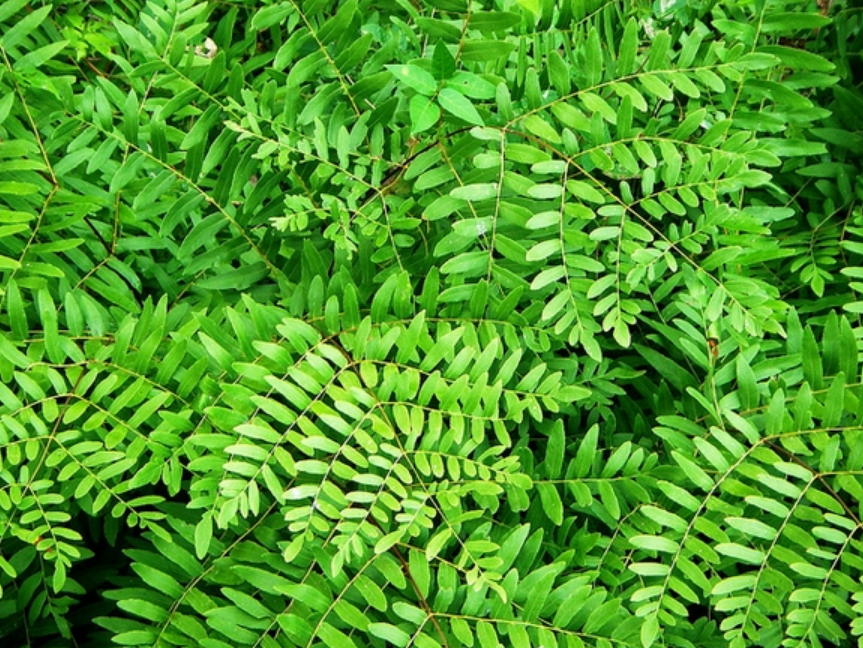 Royal Fern has large, airy, bipinnate leaves