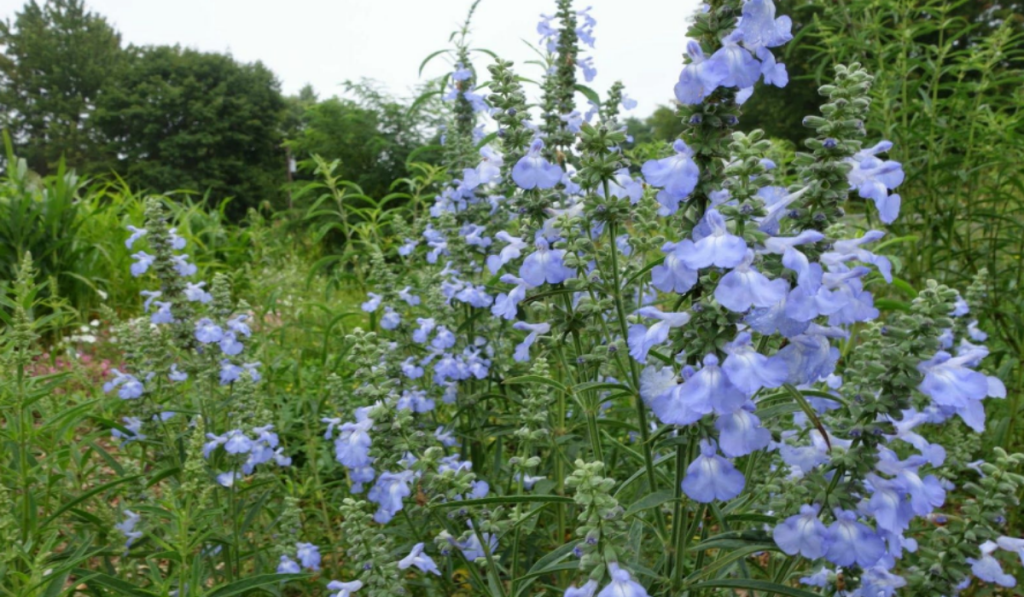 Salvia azurea is a popular ornamental in a variety of gardens