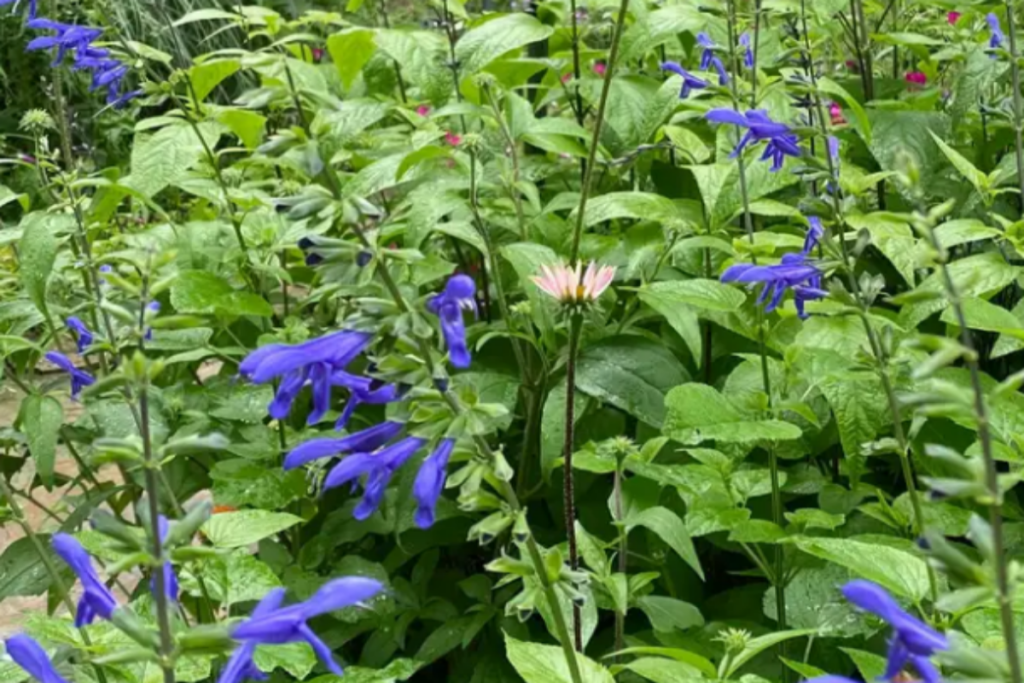 S. guaranitica is an important nectar source for hummingbirds, bees, and butterflies