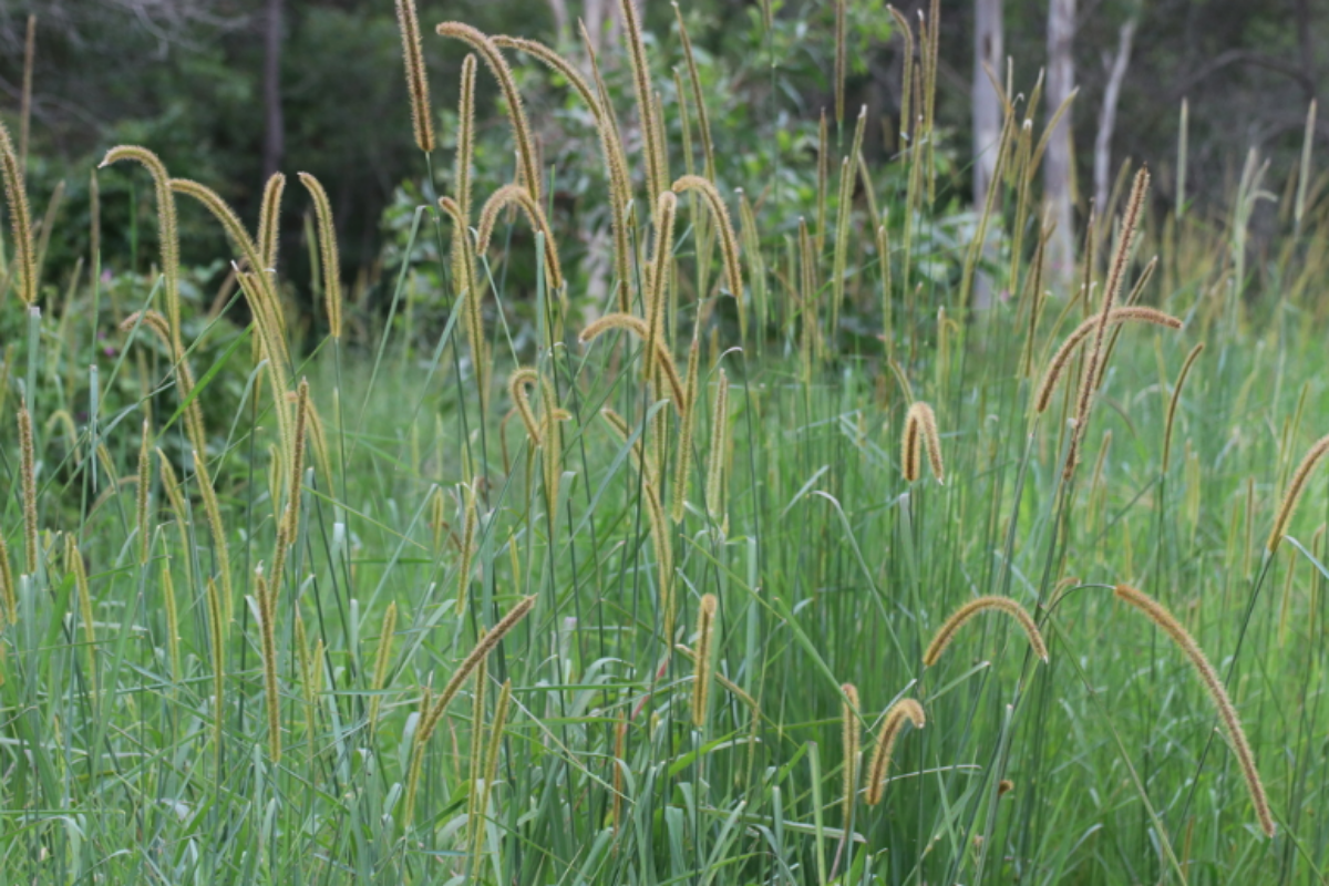 Zakat Grass, also known as African Bristlegrass