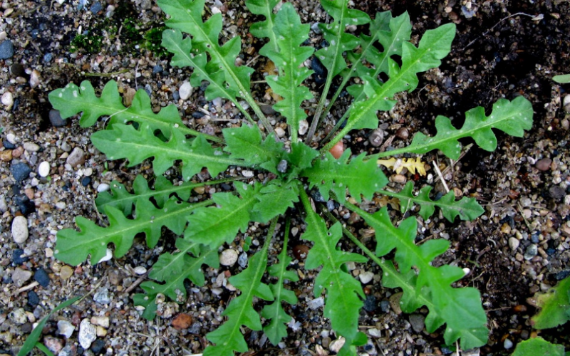 Shepherd's Purse has deeply lobed leaves