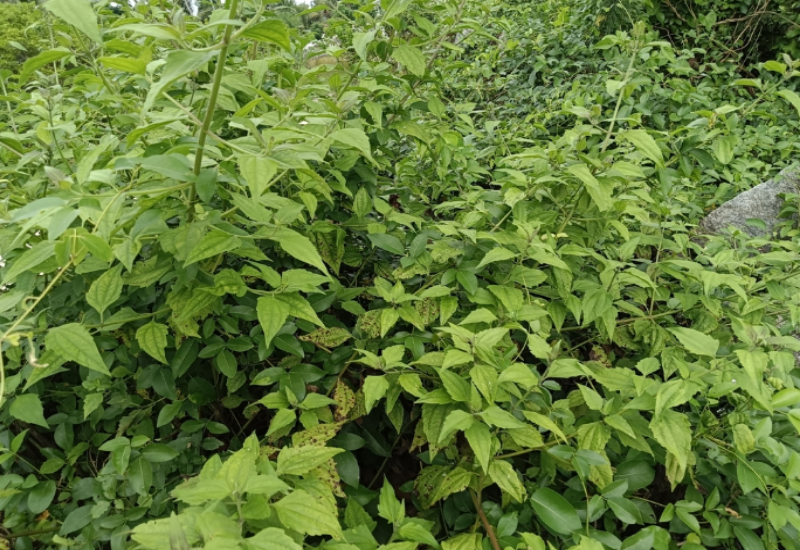 Jack in the Bush invades field crops, protected forests, and pastures