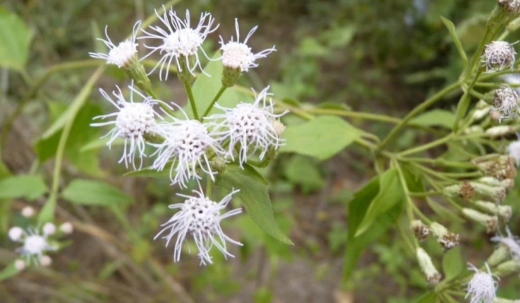 The Siam Weed has a long history of traditional medicine for various ailments