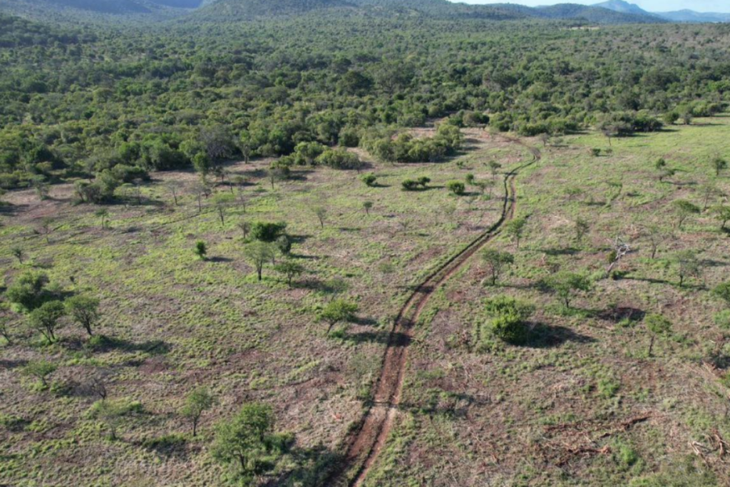 A Sickle Bush invasion in savannah