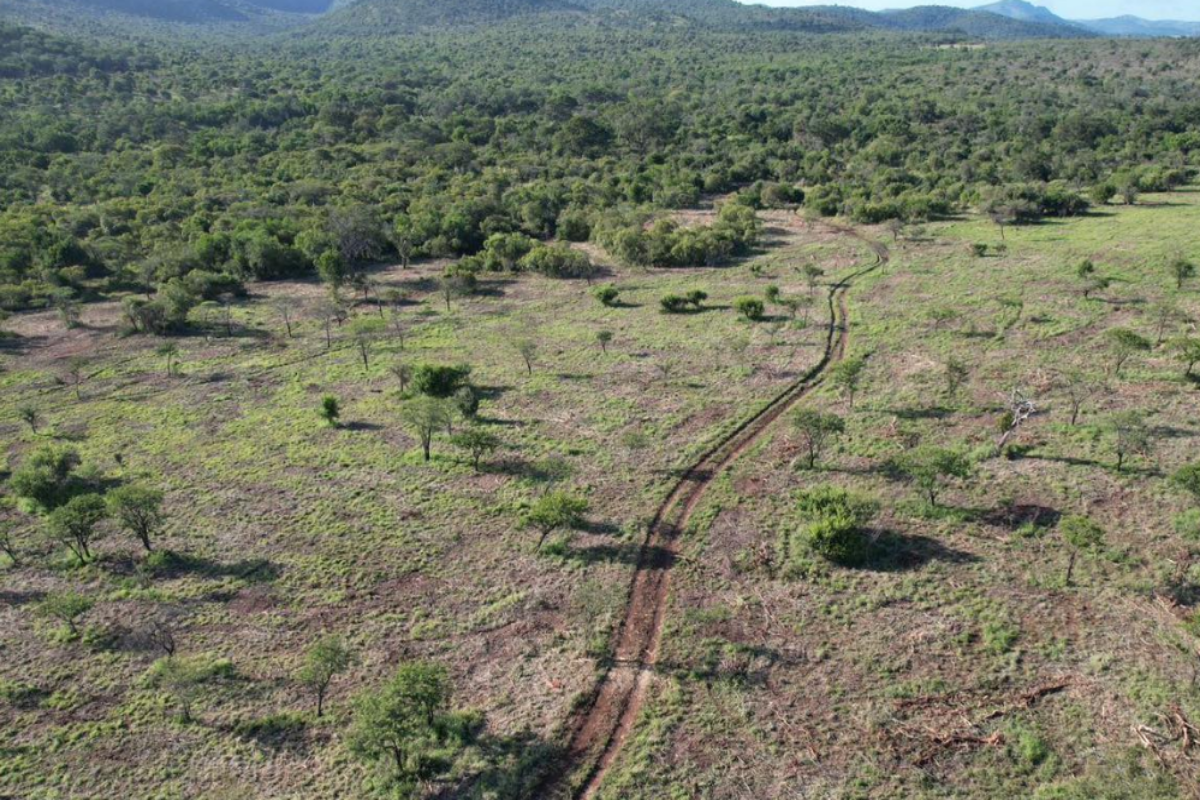 A Sickle Bush invasion in savannah