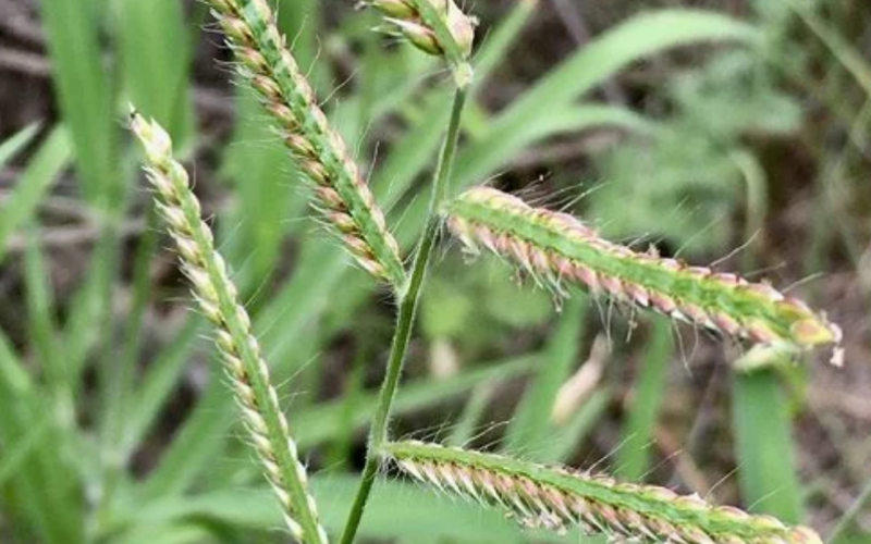 The seedhead consists of a panicle of 3-20 racemes  borne along a central axis