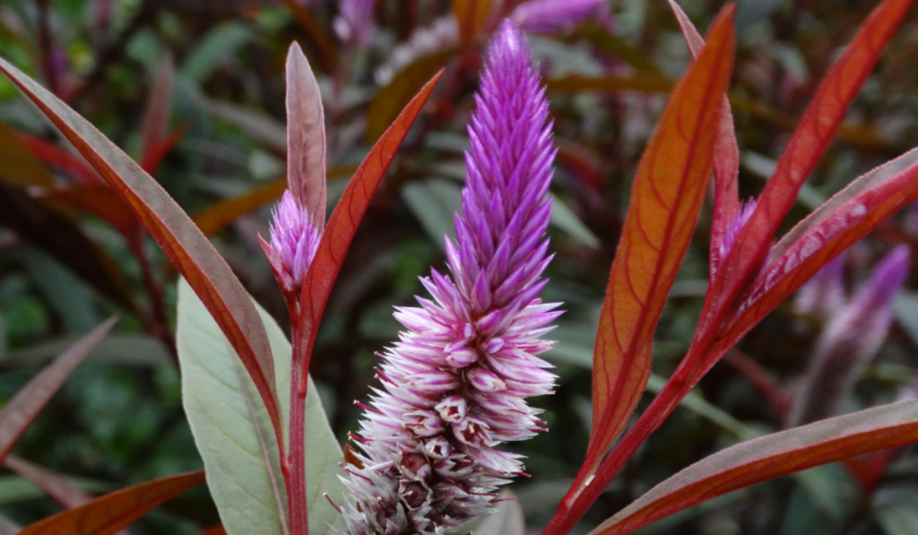 The flowers and leaves are consumed as a vegetable in Africa and Asia