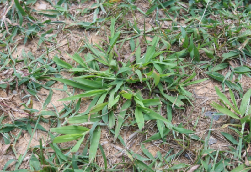 It is a ground-hugging grass that is difficult to control if left to establish