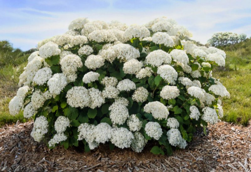 Complement your garden with the large, snowball clusters of hydrangea flowers