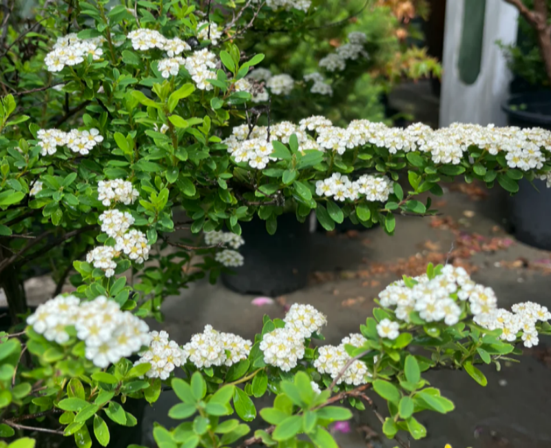 Snowmound spirea has cascading branches with small, delicate white blossoms