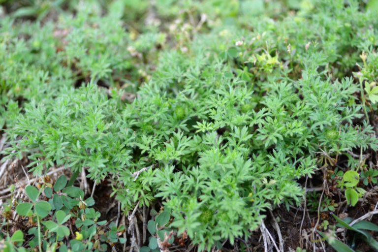 Burweed or Bindi weed