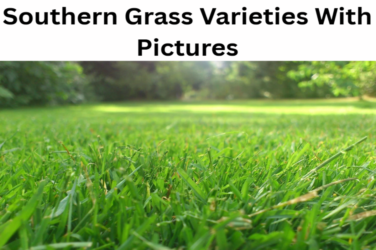 Southern grass varieties