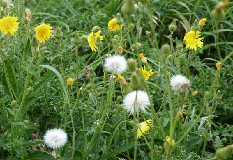 Sow Thistle is a noxious weed that grows deep underground roots, taking over gardens