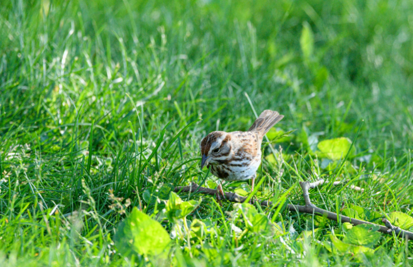 Song sparrow foraging on grass
