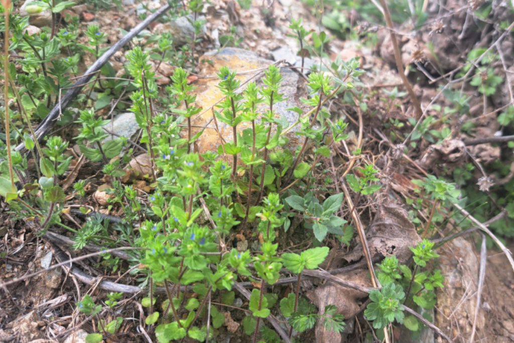 Common Speedwell is grown as a groundcover in naturalized landscapes