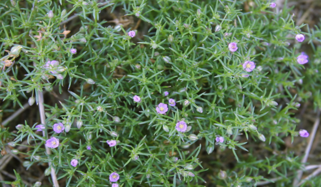Spergularia rubra (Red Sand Weed)
