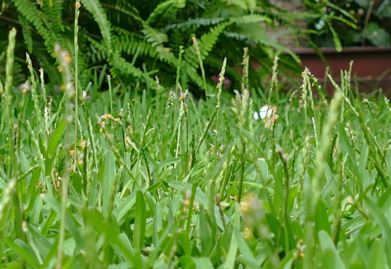 Buffalo grass has prostrate and ascending culms and conduplicate leaves