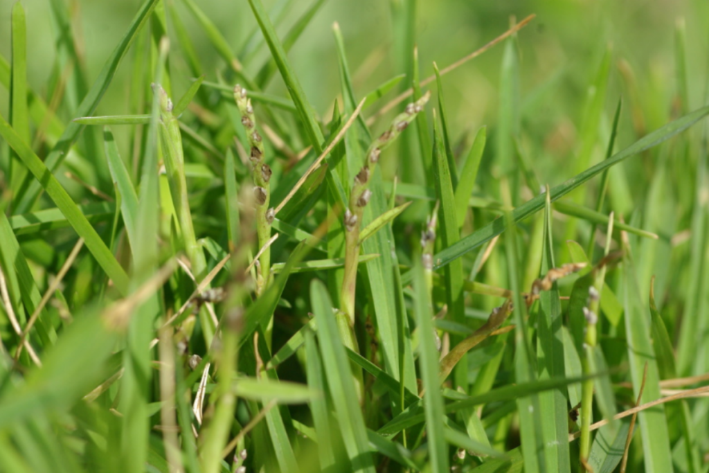 Stenotaphrum secundatum (scotch, para, or buffalo grass)