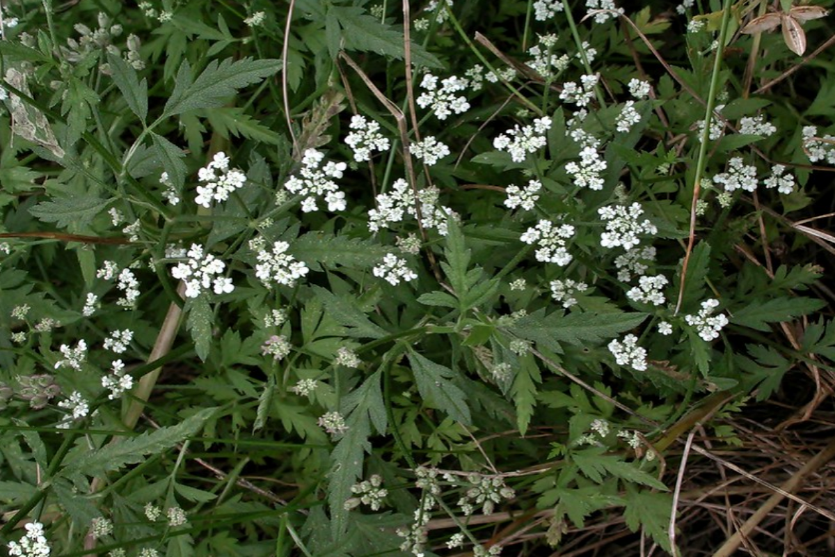 Torilis arvensis (Hedge parsley)