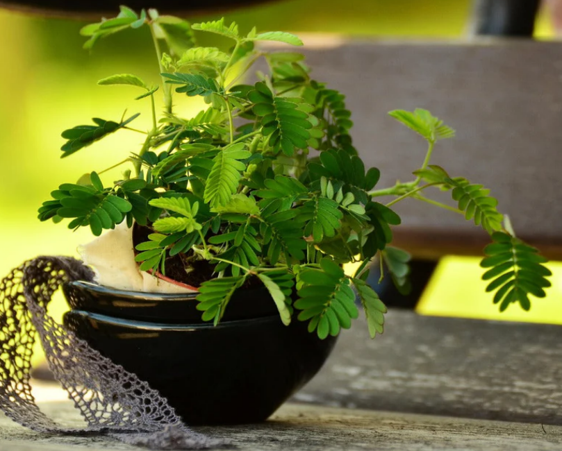 Touch-Me-Not is a popular ornamental houseplant