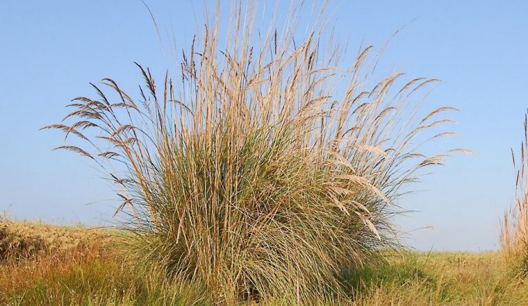15 tallest ornamental grasses for privacy and beauty - InsightWeeds