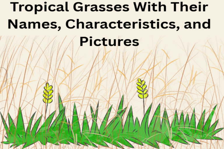 Tropical grasses, their names and characteristics