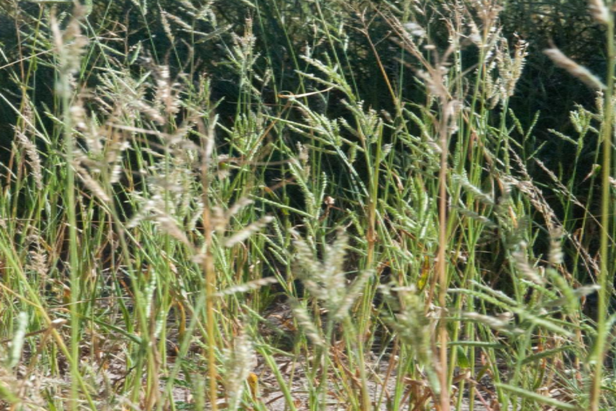Urochloa brachyura, known as Annual tail grass