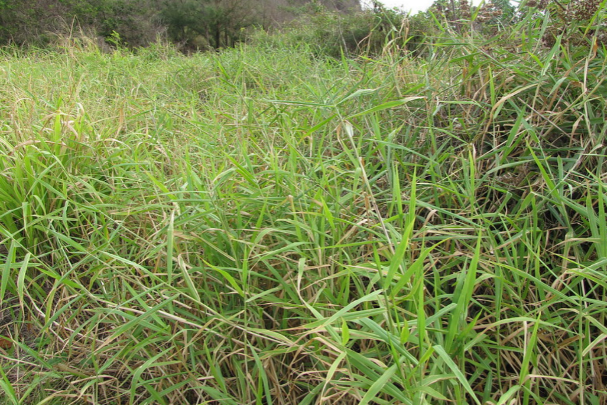 Urochloa mutica, commonly known as para grass or scotch grass