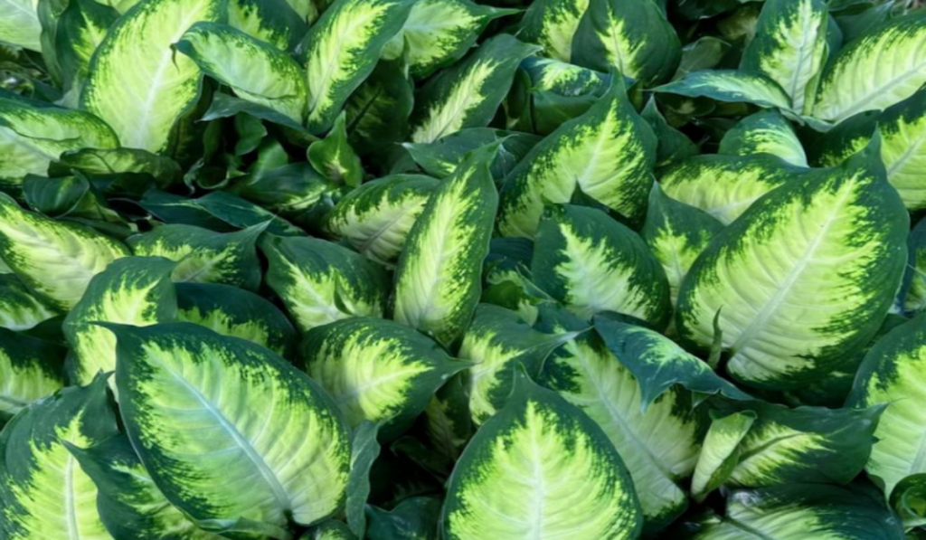 Dieffenbachia has large, mottled leaves with variegated shades