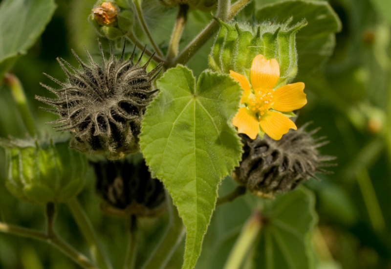 Velveltleaf is a serious weed of crop fields, roadsides, and disturbed sites