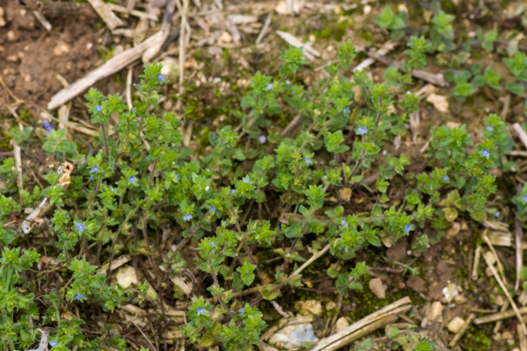 Corn Speedwell, also known as Field Speedwell