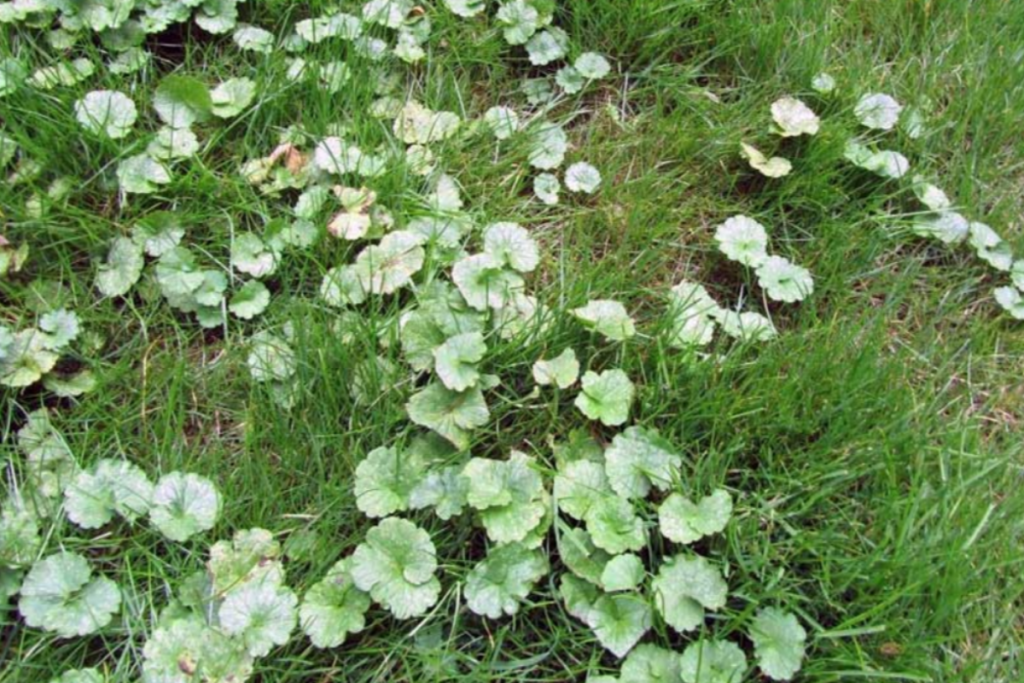 Hand-pulling or herbicides like Fiesta can eradicate the creeping plant