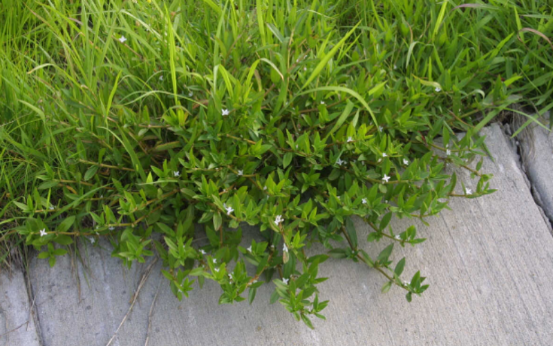Virginia Buttonweed growing on the edge of a lawn