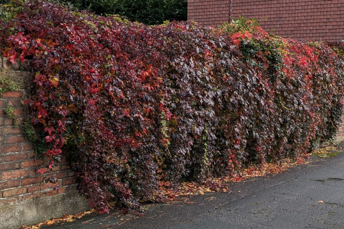 Virginia creeper growing on a garden wall