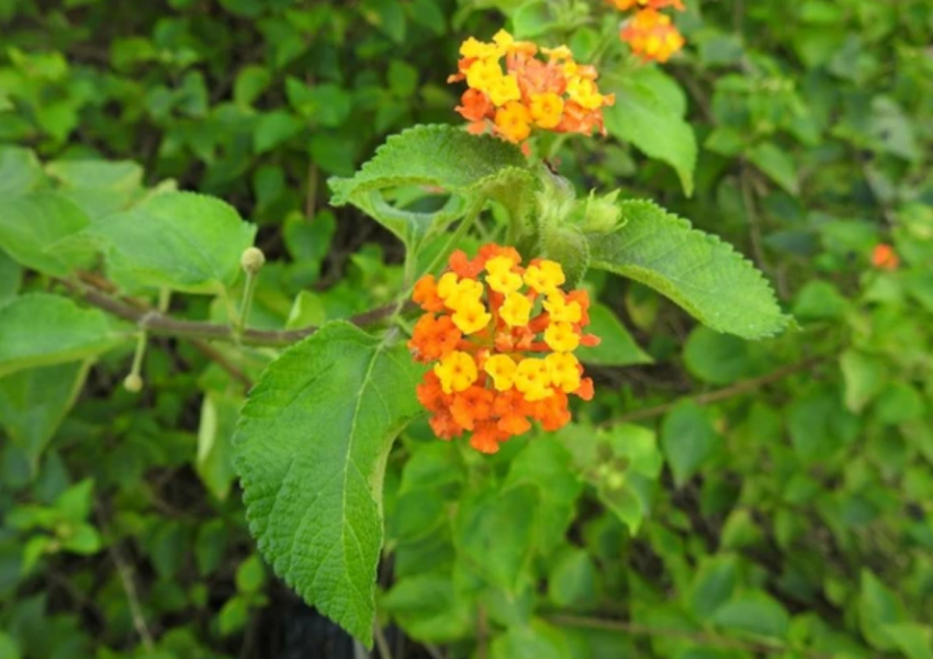 It is a serious invader of overgrazed sites, woodlands, formerly cultivated lands, and other disturbed sites