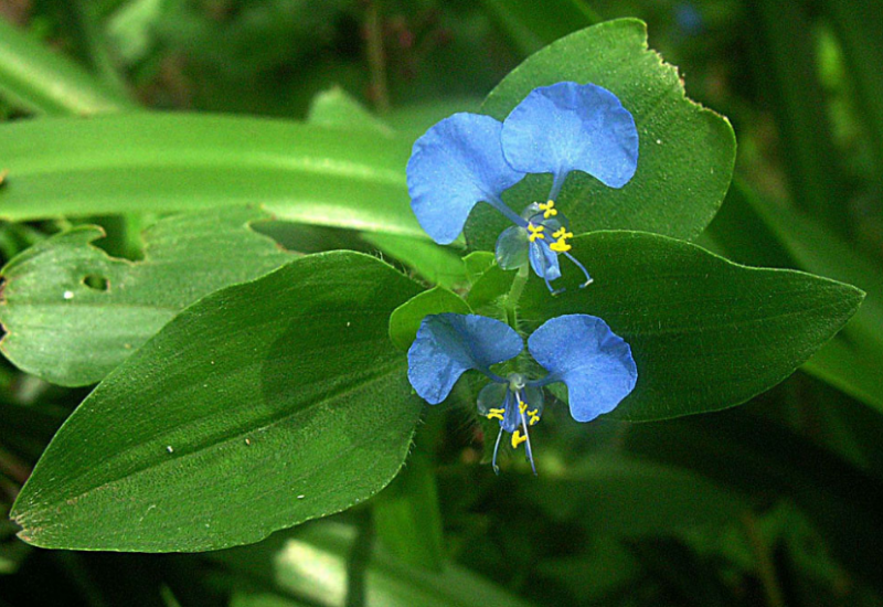 It is a serious weed of cultivated root crops like rice, cassava, oranges, tea, and coffee