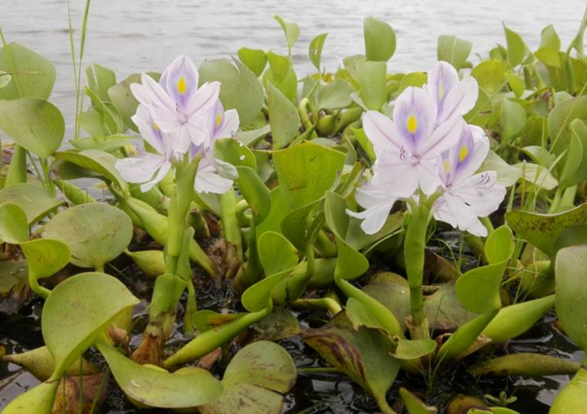 Water hyacinth on Lake Kariba