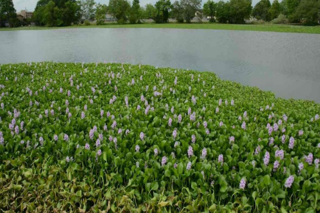 Water hyacinth infestation on Lake Naivasha