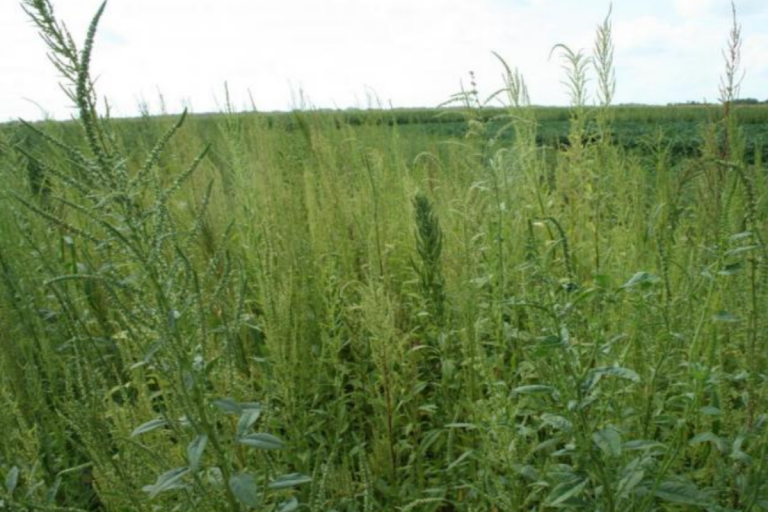 A large waterhemp infestation