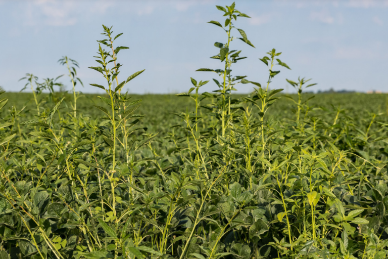 Waterhemp infestation in a soybean plantation