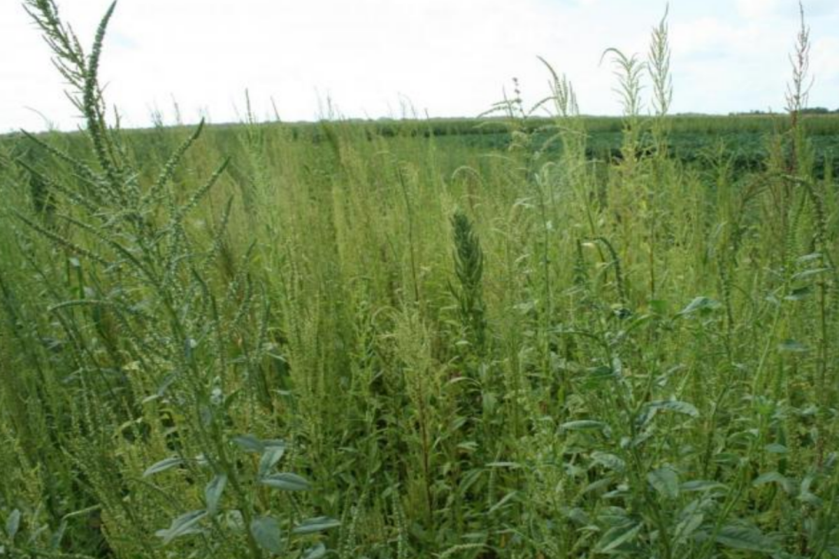 A large waterhemp infestation