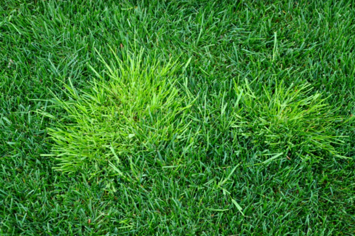 A grass-like weed growing on a lawn