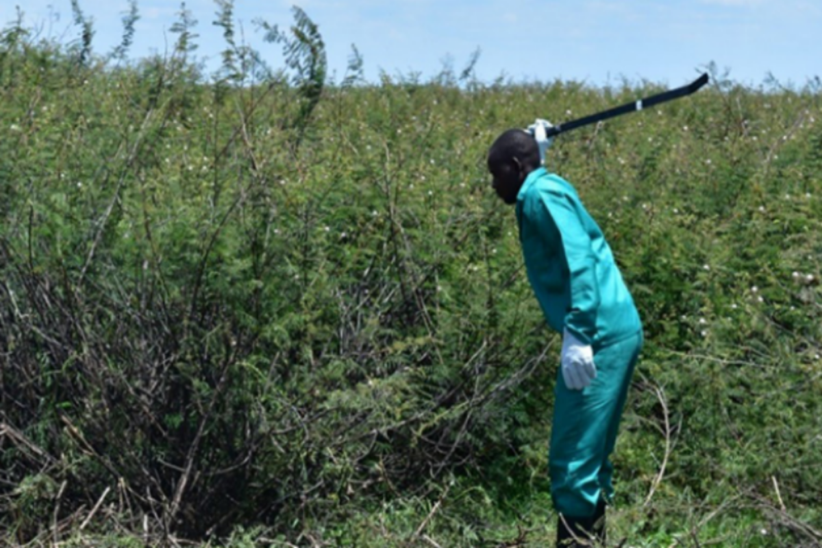 A local slashing mimosa pigra in Zambia