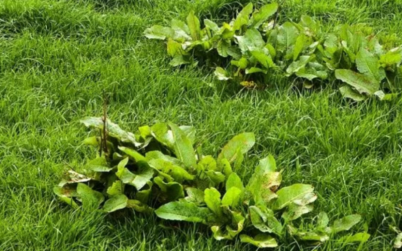 Weeds growing in the grassland