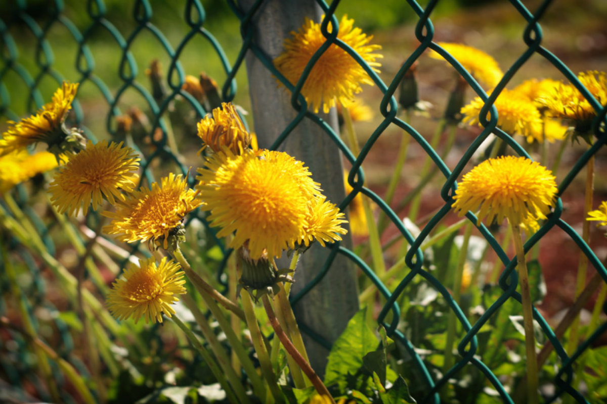 Dandelions growing near a chain link fence